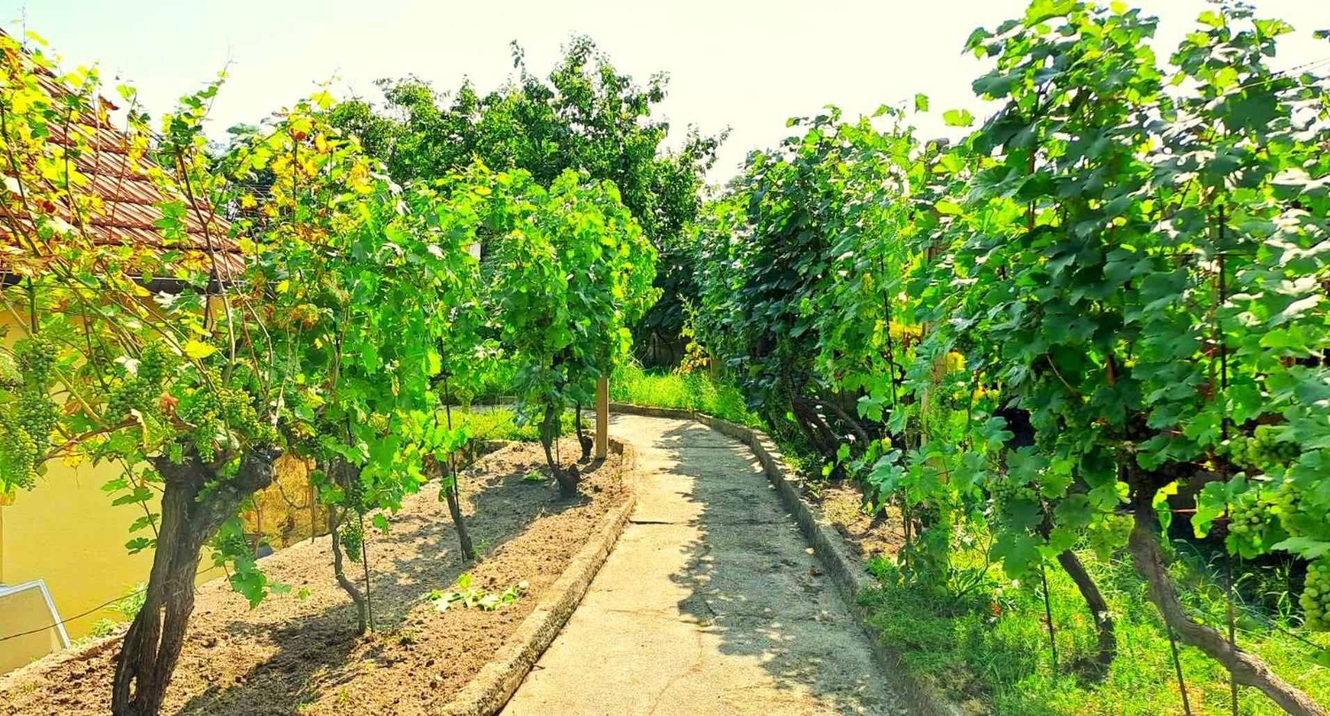 חלוהובץ Domek Na Vinohradech מראה חיצוני תמונה